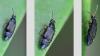 Omaliinae inconnu